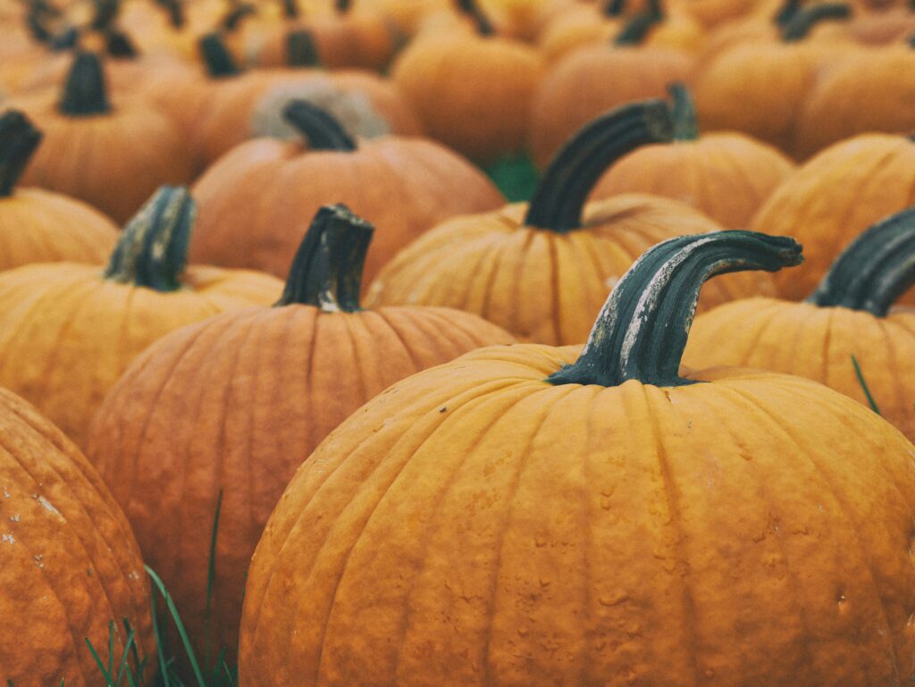 best pumpkin patch in dallas